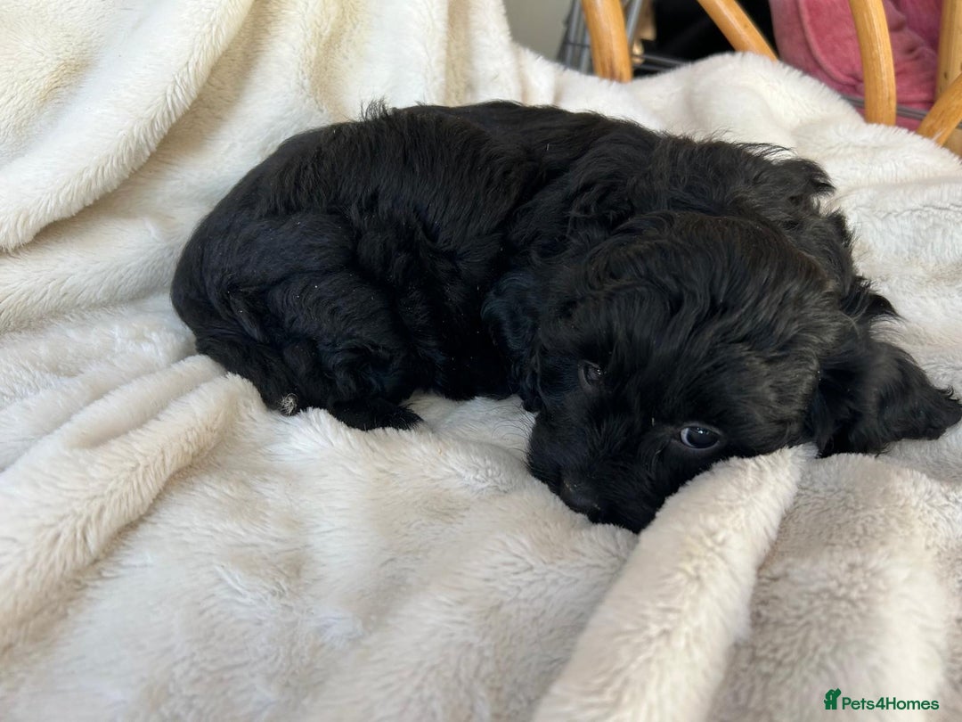 Cavachon dogs for sale: Beautiful Cavapoochon puppy - Advert 4