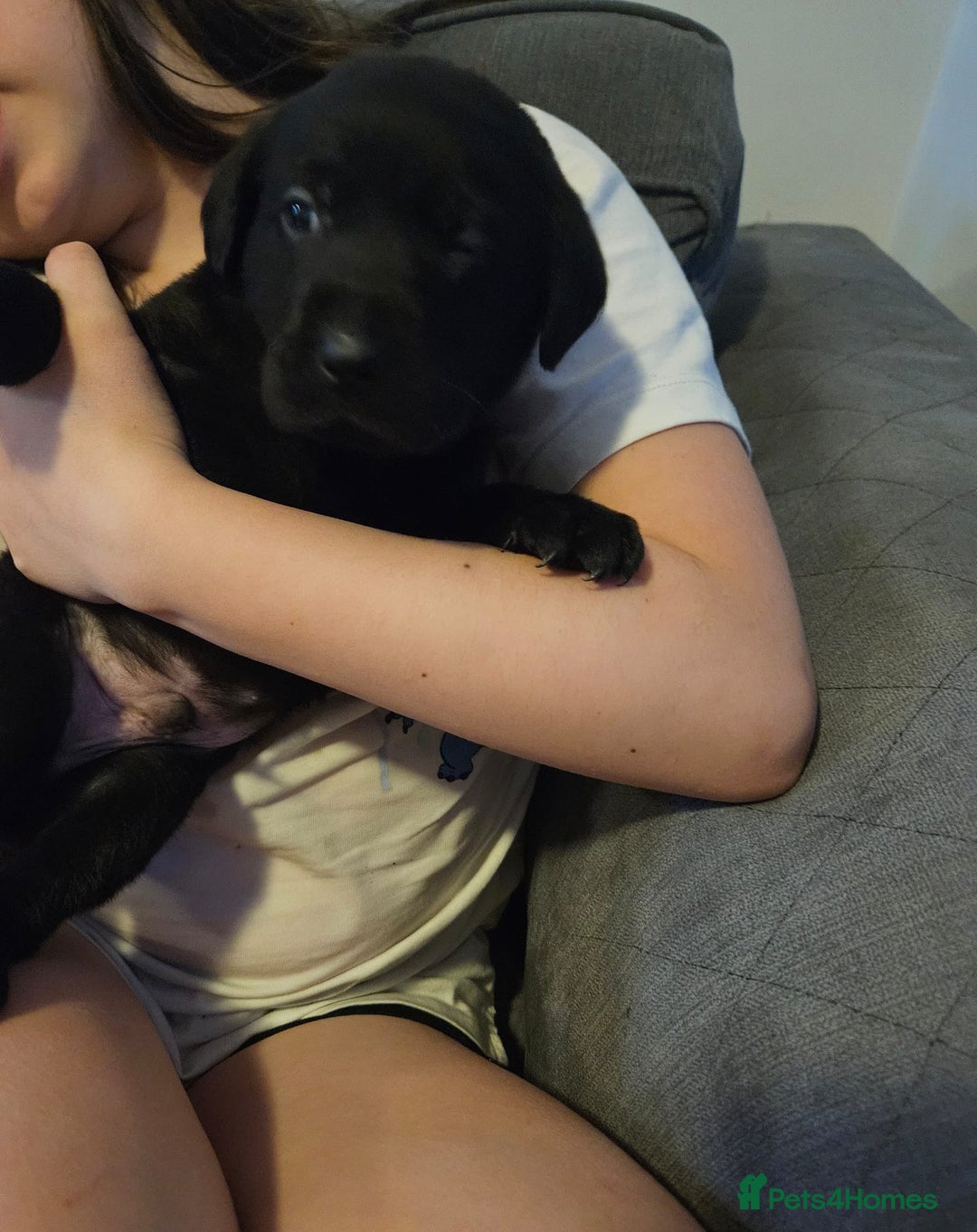 Labrador Retriever dogs for sale: Chunky Family Labrador Puppies  - Image 5