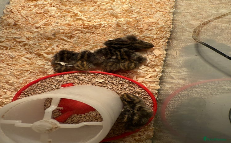 Quail poultry - Advert 1
