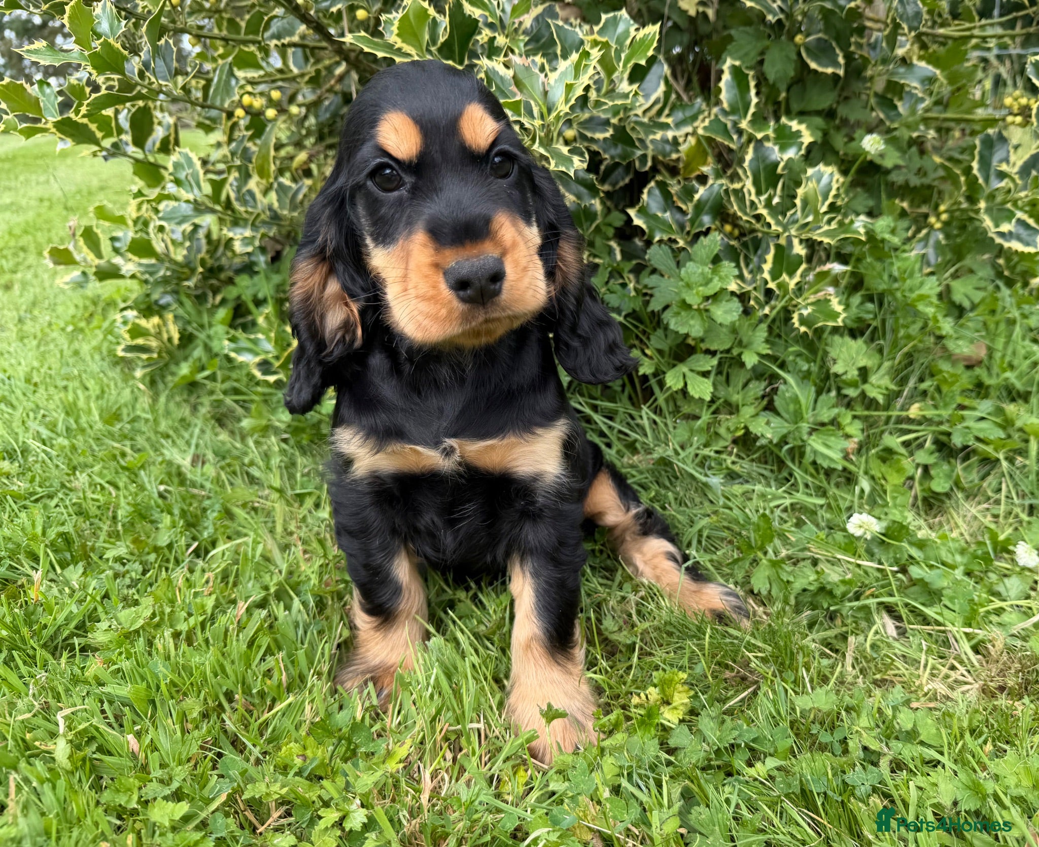 Cocker Spaniel dogs * 1 black and tan female left * - Advert 1