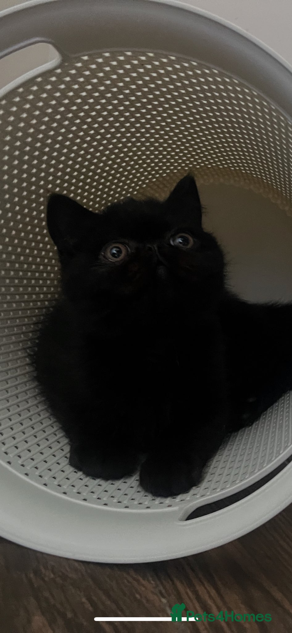 Exotic cats GCCF reg Stunning short hair exotic kittens  - Advert 8