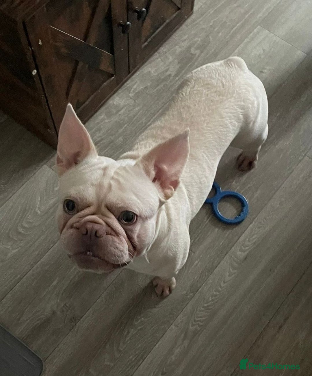 French Bulldog dogs for sale: Platinum Male French bulldog 22 months  - Image 18
