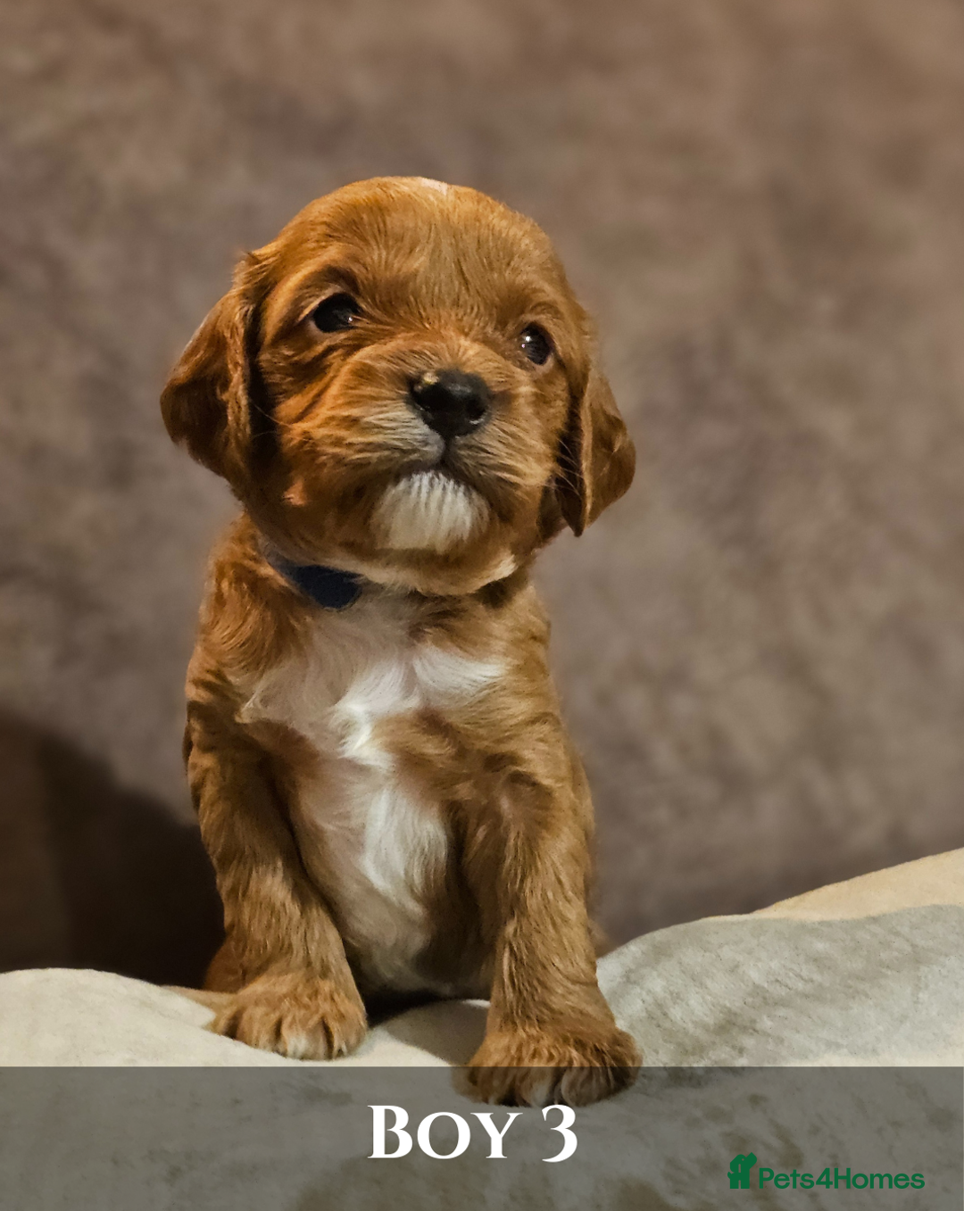 Cavapoo dogs for sale: 5 Beautiful Deep Red F1B Cavapoo Pups - Advert 16
