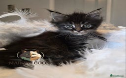 Maine Coon cats for sale: Maine coon kittens - Image 32