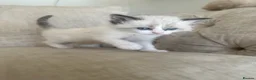 Ragdoll cats for sale: Beautiful Ragdoll Siamese Kittens in Aylesford - Advert 5