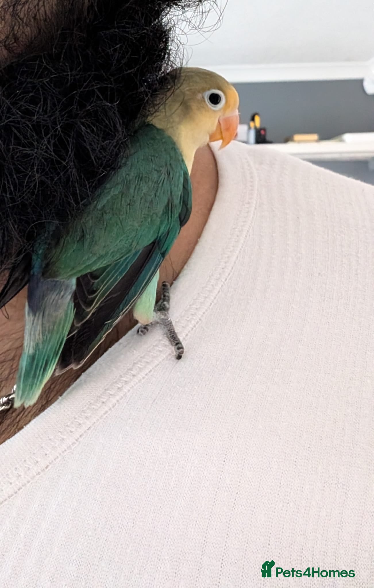 Lovebirds birds ALL COLOUR LOVE BIRDS - Advert 2