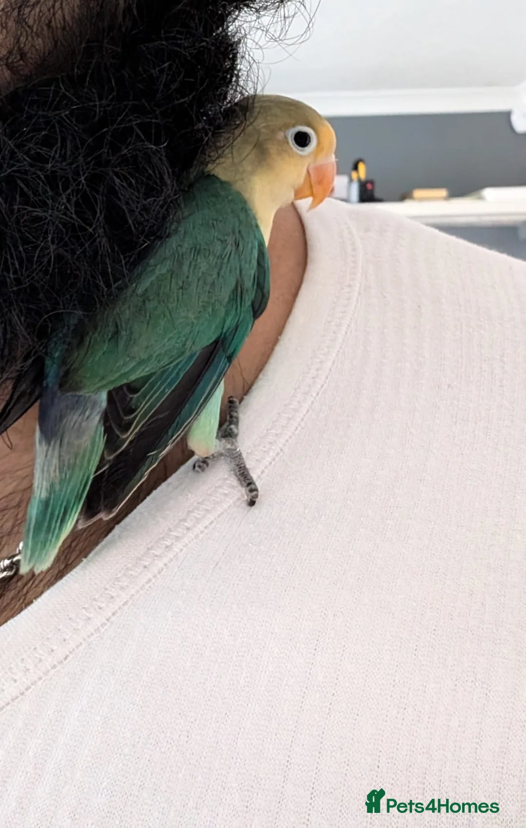 Lovebirds birds for sale: ALL COLOUR LOVE BIRDS in Ruislip - Advert 2