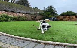 Mixed Breed dogs for adoption: Isabella - Marleborough Wiltshire  - Advert 4