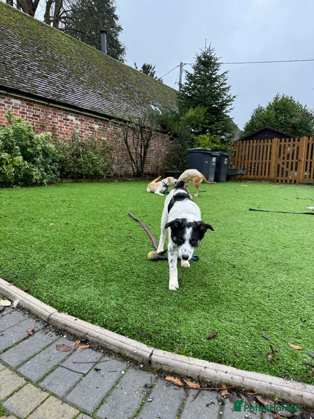 Mixed Breed dogs for adoption: Isabella - Marleborough Wiltshire  - Advert 4