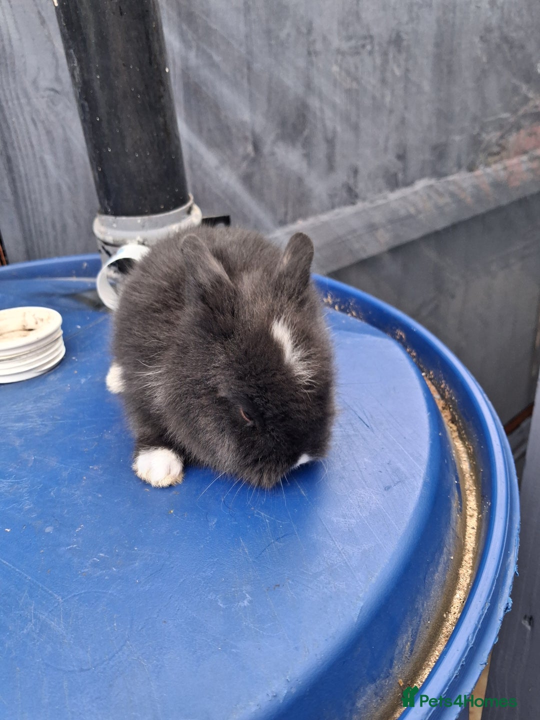Lionhead rabbits for sale: lionhead bunnies  - Image 5