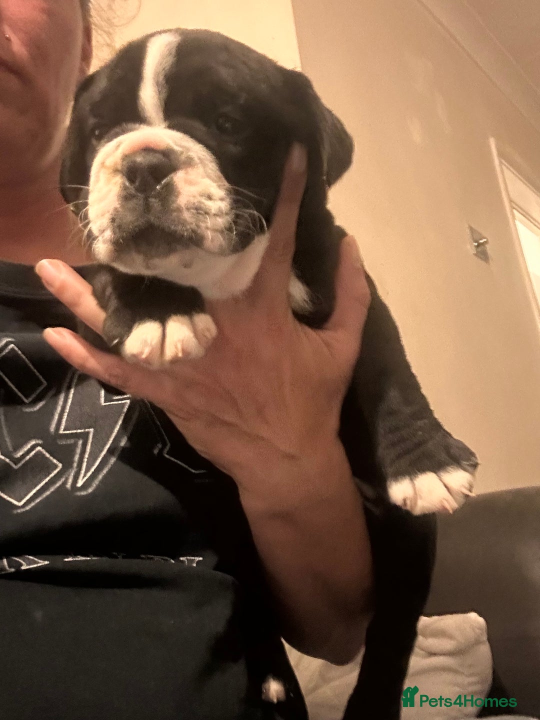 Olde English Bulldogge dogs for sale: NEBB REG OLDE ENGLISH BULLDOG  - Image 21