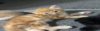 Kitten 5