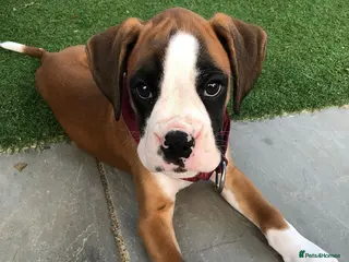 Boxer dogs Beautiful Boxer Female - Advert 3