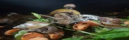 Snails invertebrates for sale: ×2 Baby Giant African Land Snails in Croydon - Advert 5