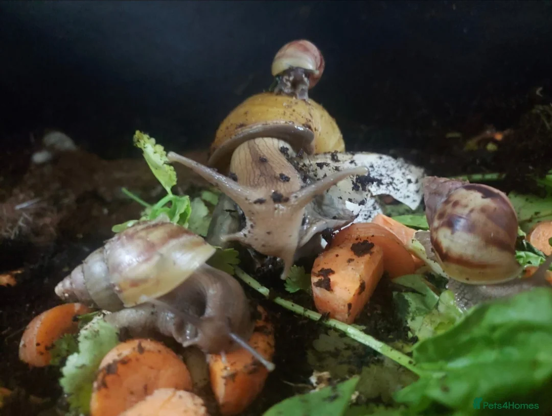 Snails invertebrates for sale: ×2 Baby Giant African Land Snails in Croydon - Advert 5
