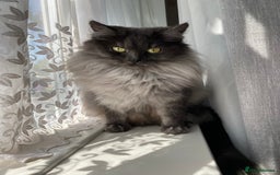 Persian cats for sale: Half Persian grey smoke cat - Image 1