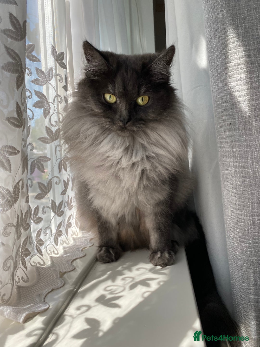 Persian cats for sale: Half Persian grey smoke cat - Image 1