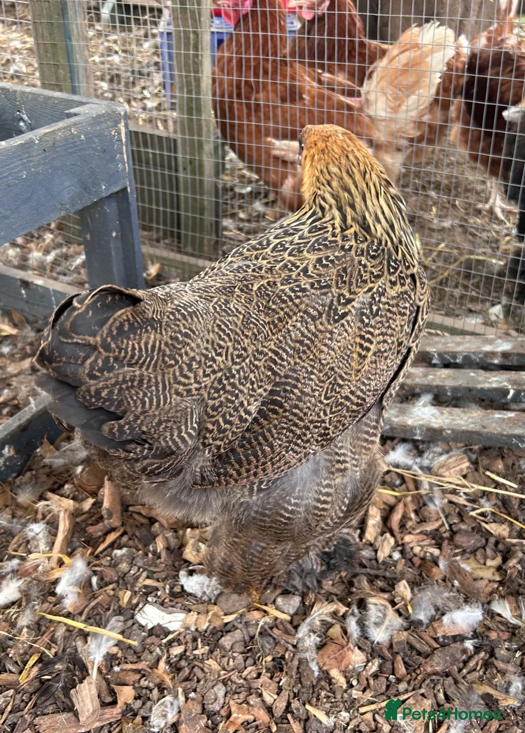 Chickens poultry for sale: Brahma  - Advert 8