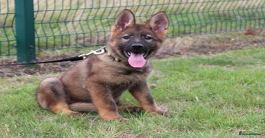 German Shepherd dogs - Advert 11