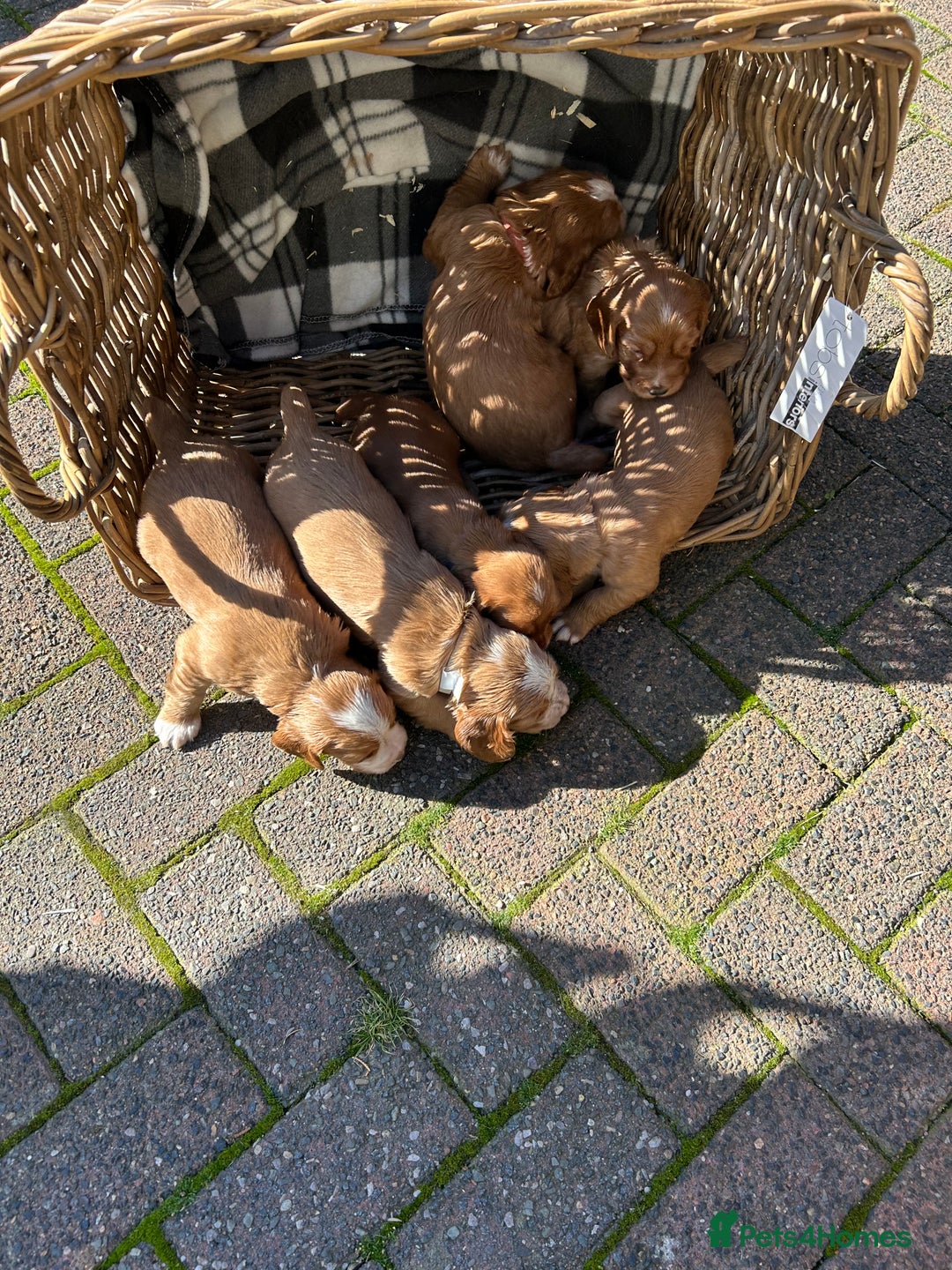 Cocker Spaniel dogs for sale: Working Cocker Spaniel pups - Image 2