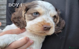 Cocker Spaniel dogs for sale: Blue Roan Tan-Sable Cocker Spaniel– KC bloodline - Image 4