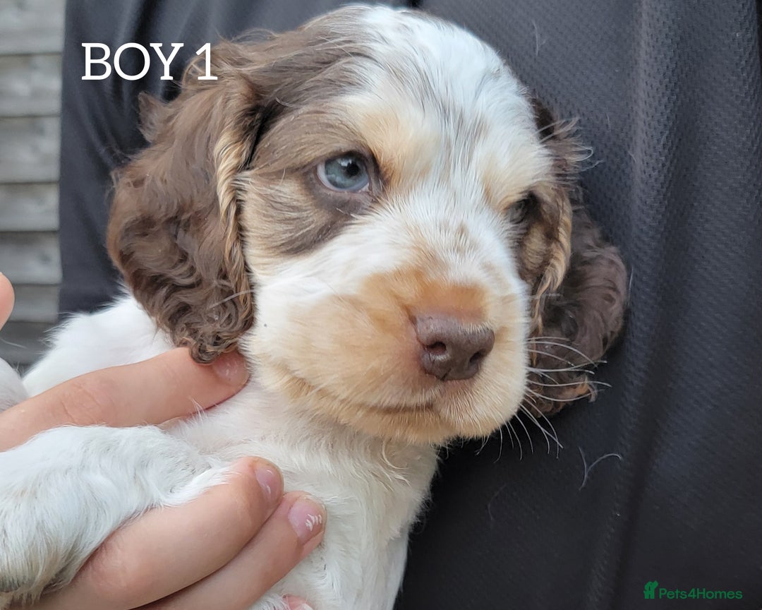 Cocker Spaniel dogs for sale: Blue Roan Tan-Sable Cocker Spaniel– KC bloodline - Image 4