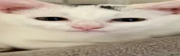 Turkish Van cats for sale: Turkish Van Kittens – Ready for Loving Homes - Advert 7