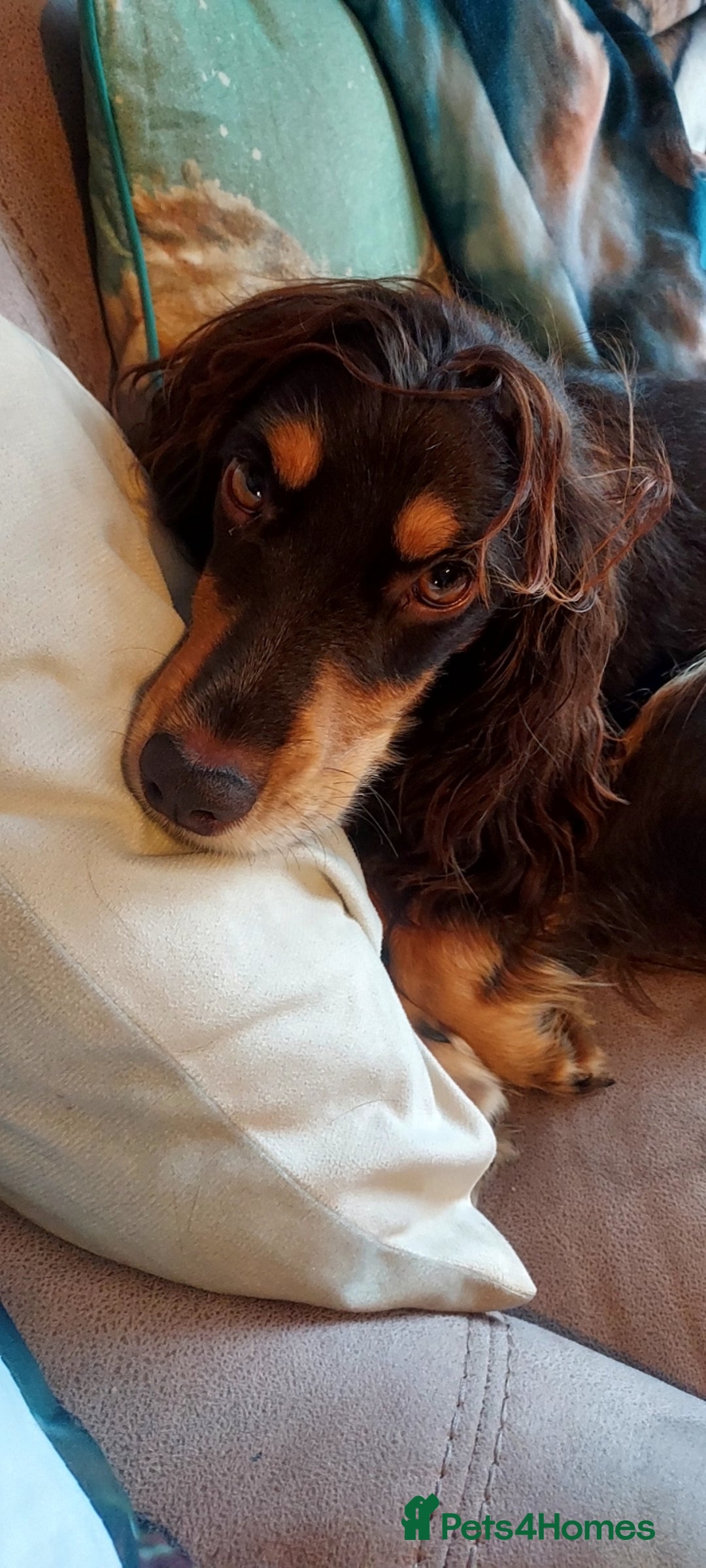 Cocker Spaniel dogs for sale: One tri colour girl looking for forever home - Image 9