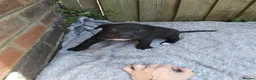Lurcher dogs for sale: Bedlington greyhound x bull lurcher pups - Advert 2