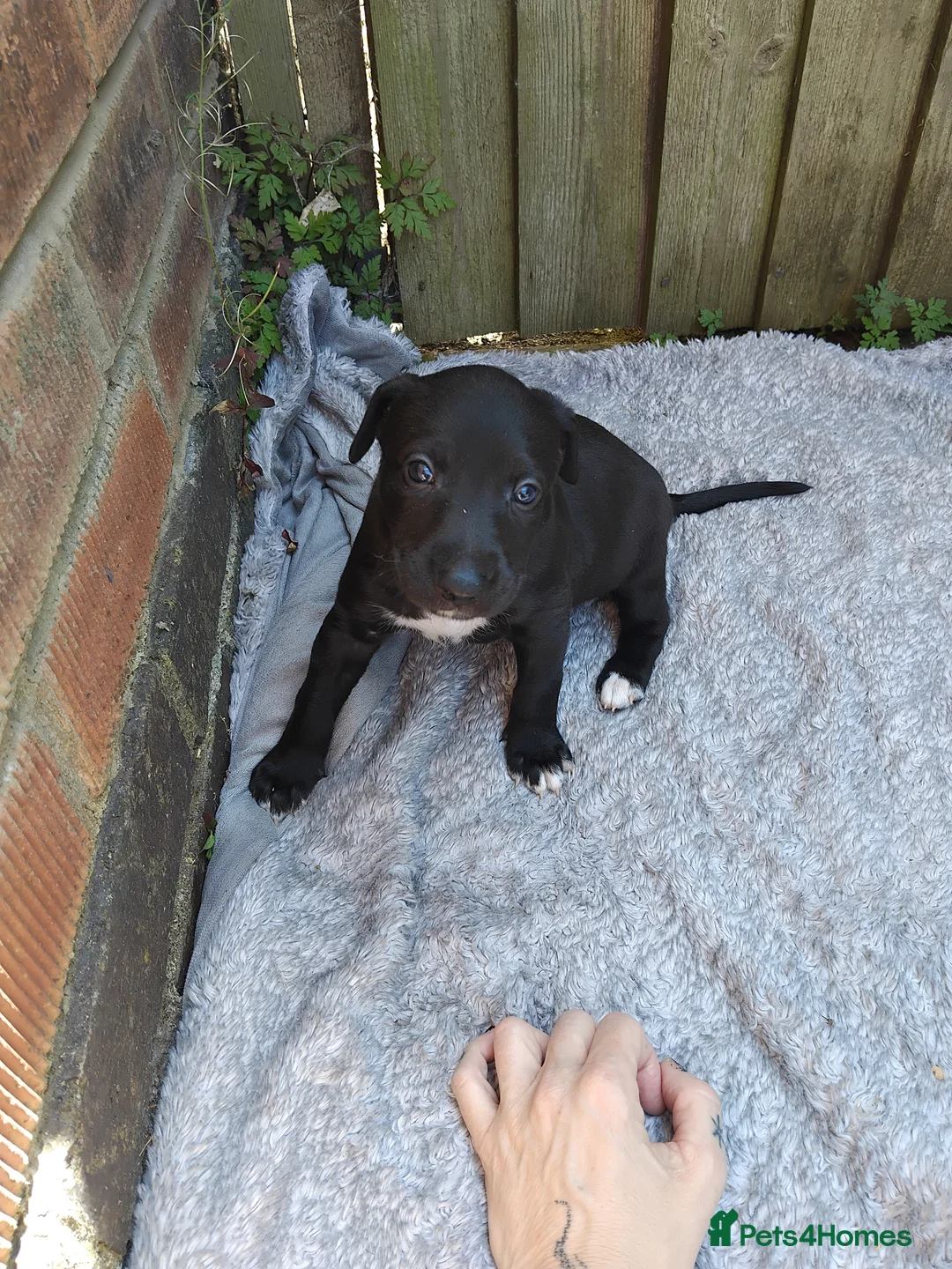 Lurcher dogs for sale: Bedlington greyhound x bull lurcher pups - Advert 2