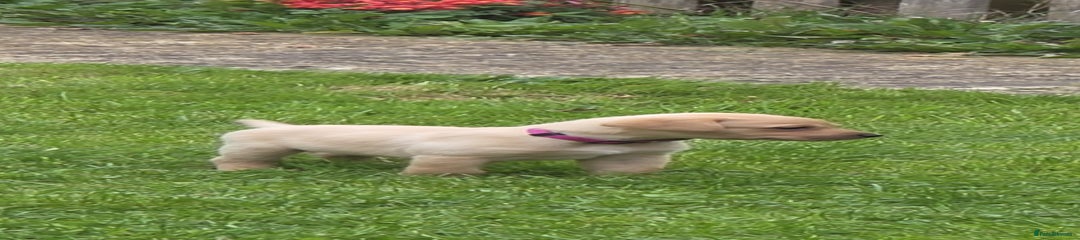 Labrador Retriever Puppy 8