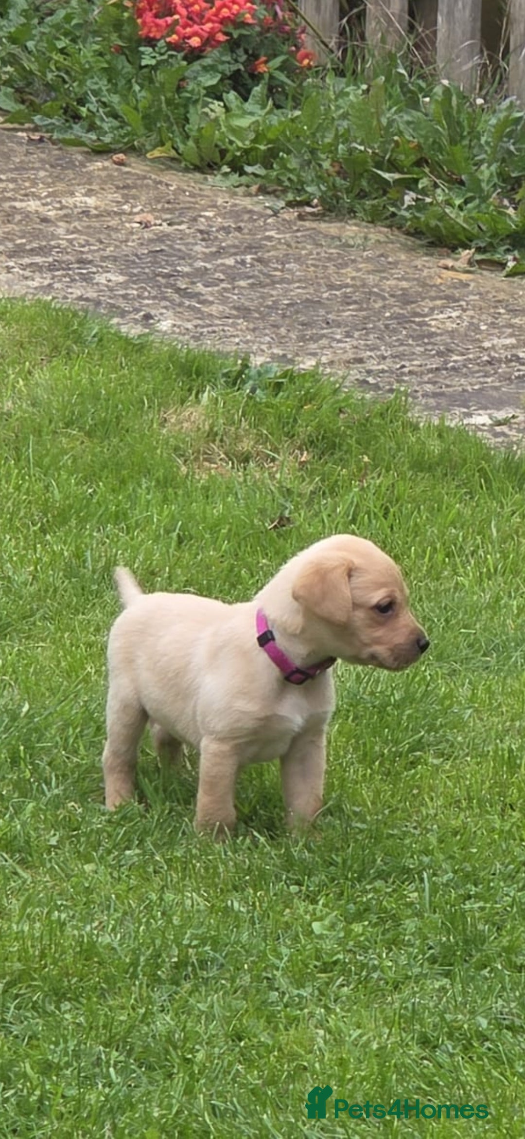 Labrador Retriever dogs for sale: Fox red labrador puppies for sale - Image 3