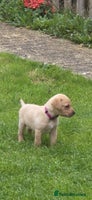Labrador Retriever dogs - Advert 8