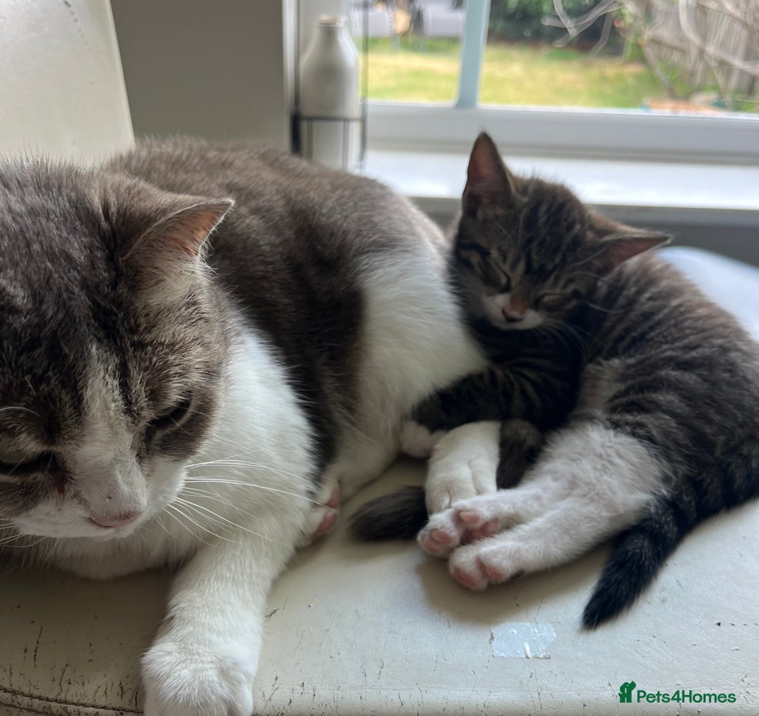 Mixed Breed cats for sale: 1 x Beautiful Female Kitten left Ready Now - Image 13
