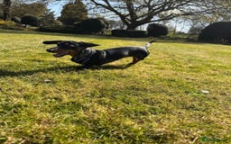 Miniature Dachshund dogs for stud: Gentleman Doggo - Image 8