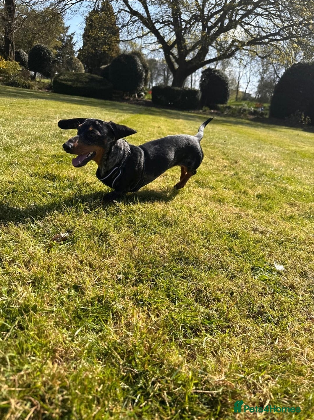 Miniature Dachshund dogs for stud: Gentleman Doggo - Image 8