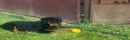 Rottweiler dogs for sale: Top German Rottweiler - Advert 7