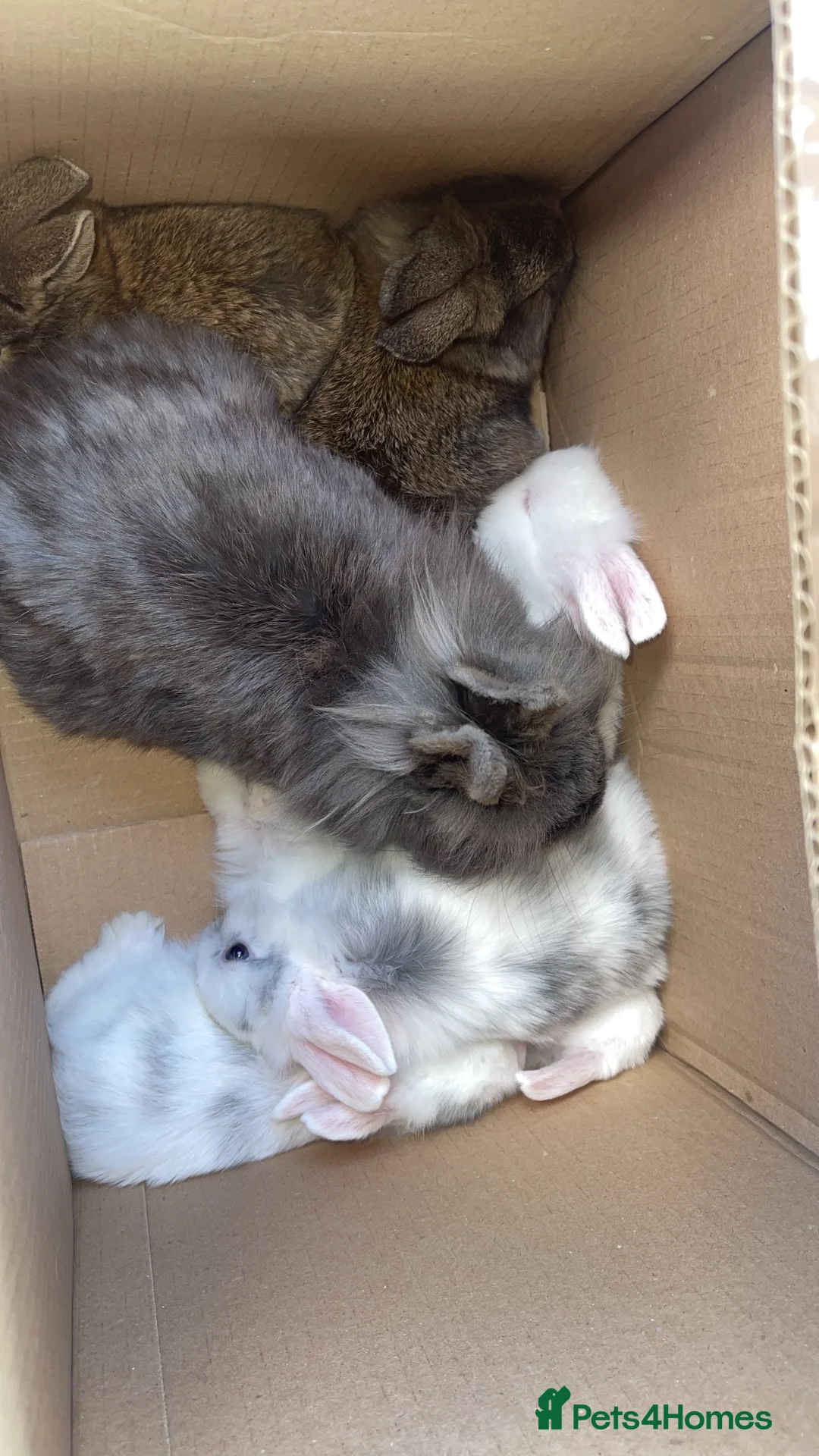 Lionhead rabbits for sale: Baby lion heads £60 in Worksop - Advert 2