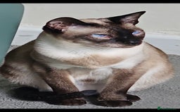 Siamese cats for sale: Beautiful Siamese Kittens - Image 5
