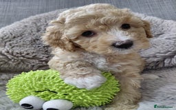 Australian Labradoodle dogs for sale: MINI Australian Labradoodle  in Leicester - Image 3