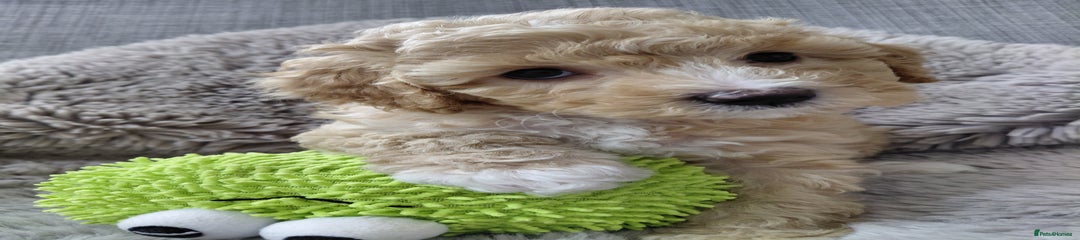 Australian Labradoodle YELLOW-GIRL 