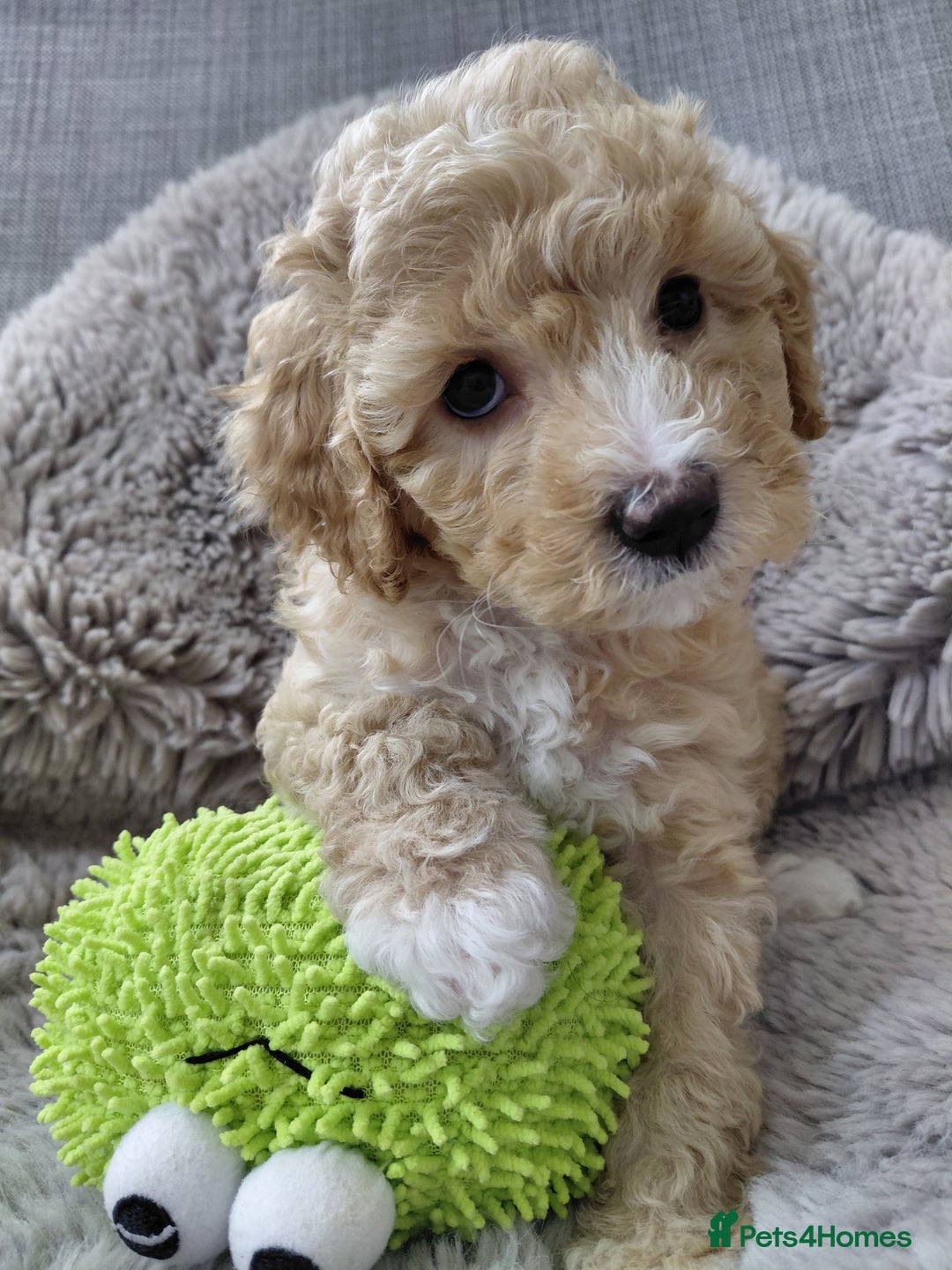 Australian Labradoodle dogs for sale: MINI Australian Labradoodle  in Leicester - Image 3