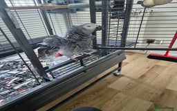 Parrots birds for sale: African grey parrot  - Image 3