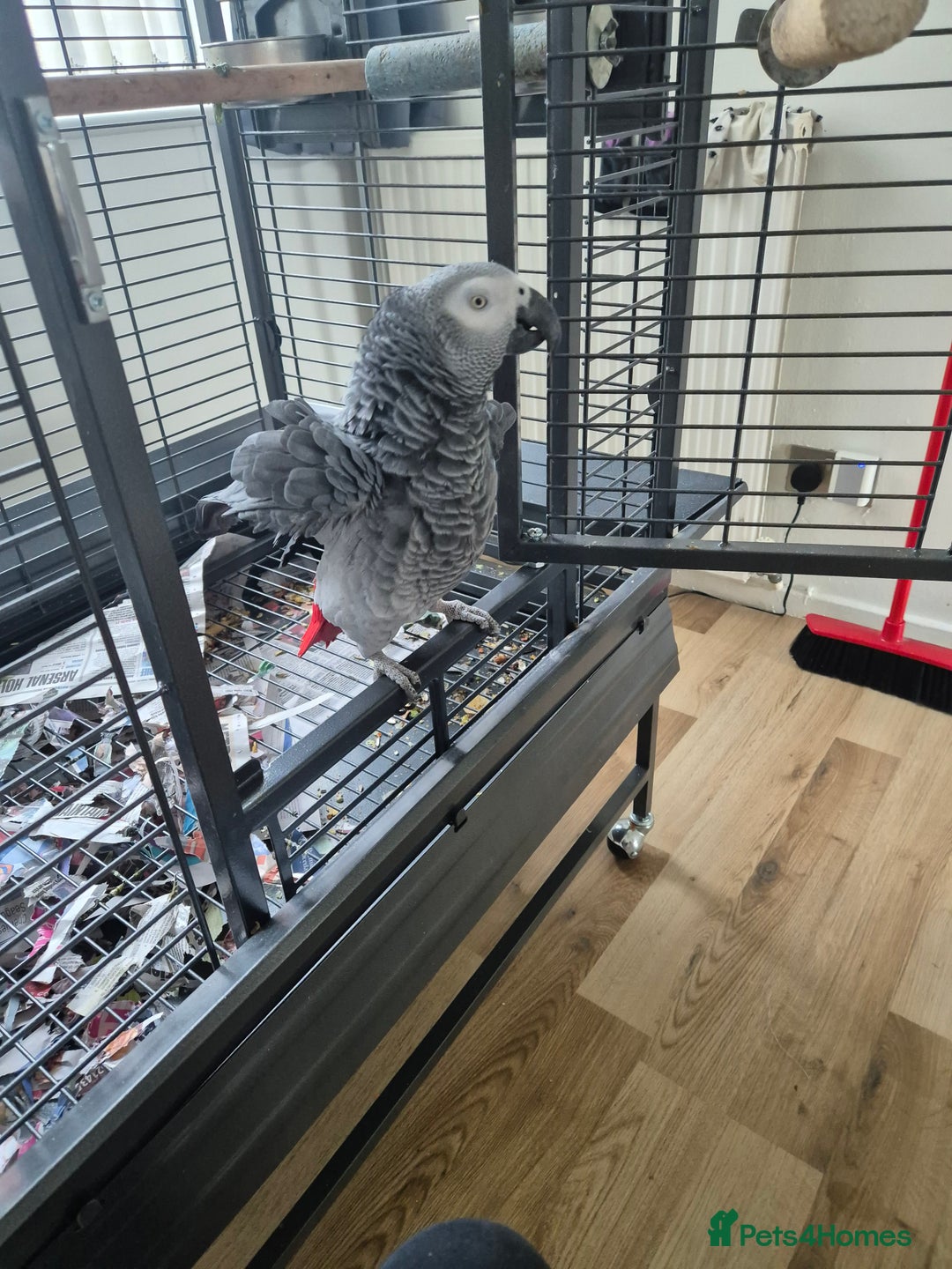 Parrots birds for sale: African grey parrot  - Image 3