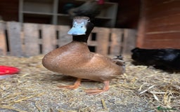 Ducks poultry for sale: Mating couple for sale  - Image 3