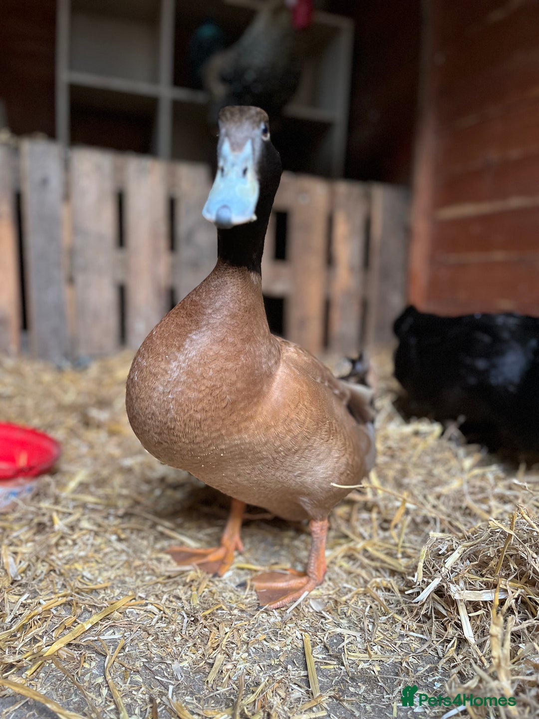 Ducks poultry for sale: Mating couple for sale  - Image 3