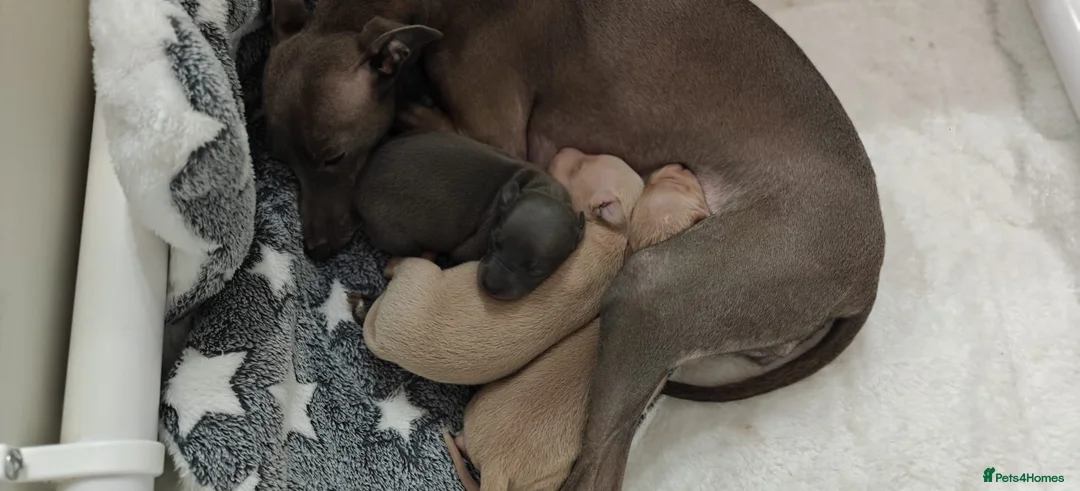 Italian Greyhound dogs for sale: KC Registered - European Lineage - Health Tested  - Advert 22