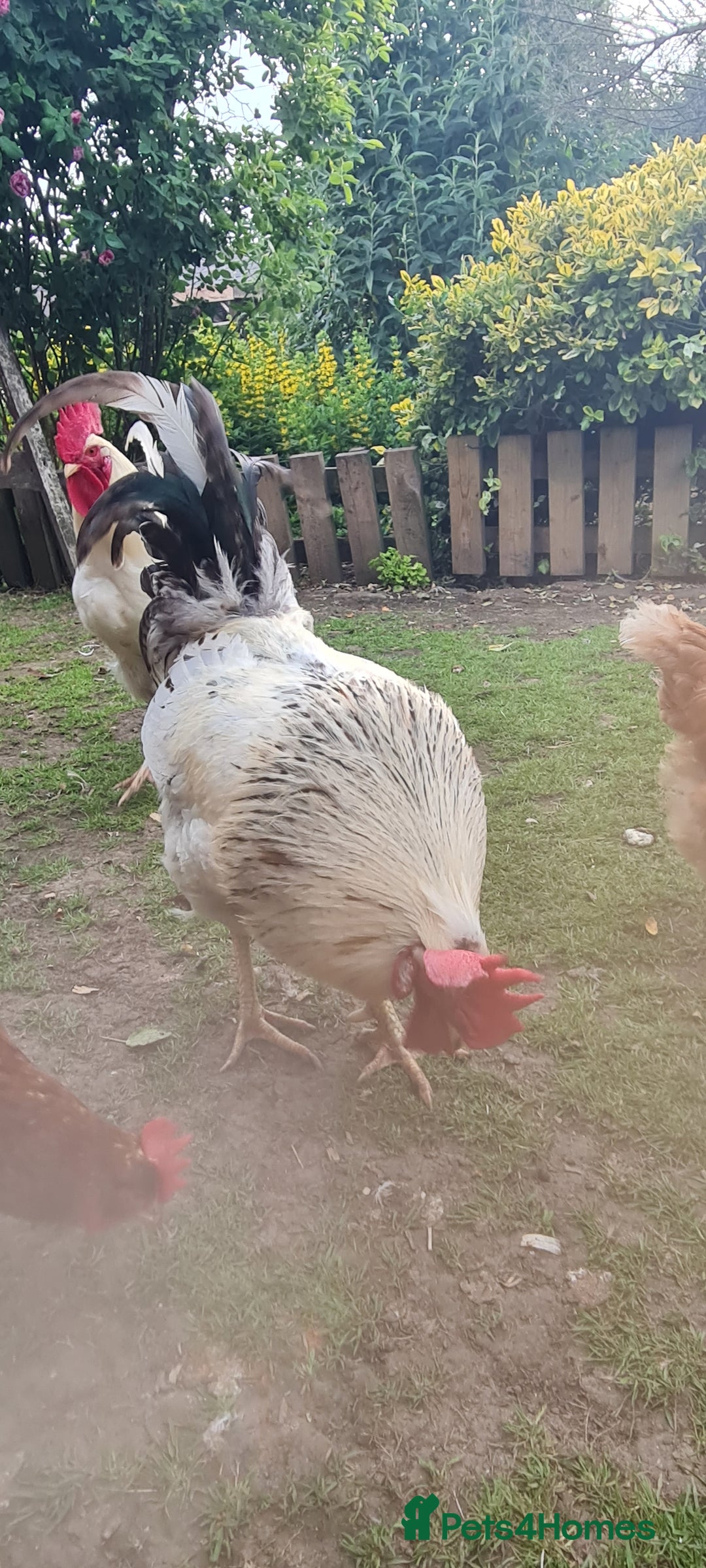 Chickens poultry for sale: COCKERELS £5 EACH - Image 3
