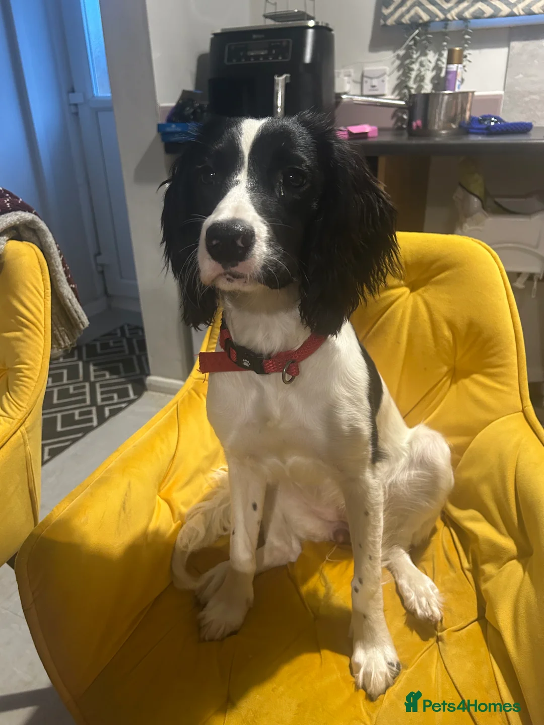 English Springer Spaniel dogs for sale: English Springer Spaniel  in Leeds - Advert 3