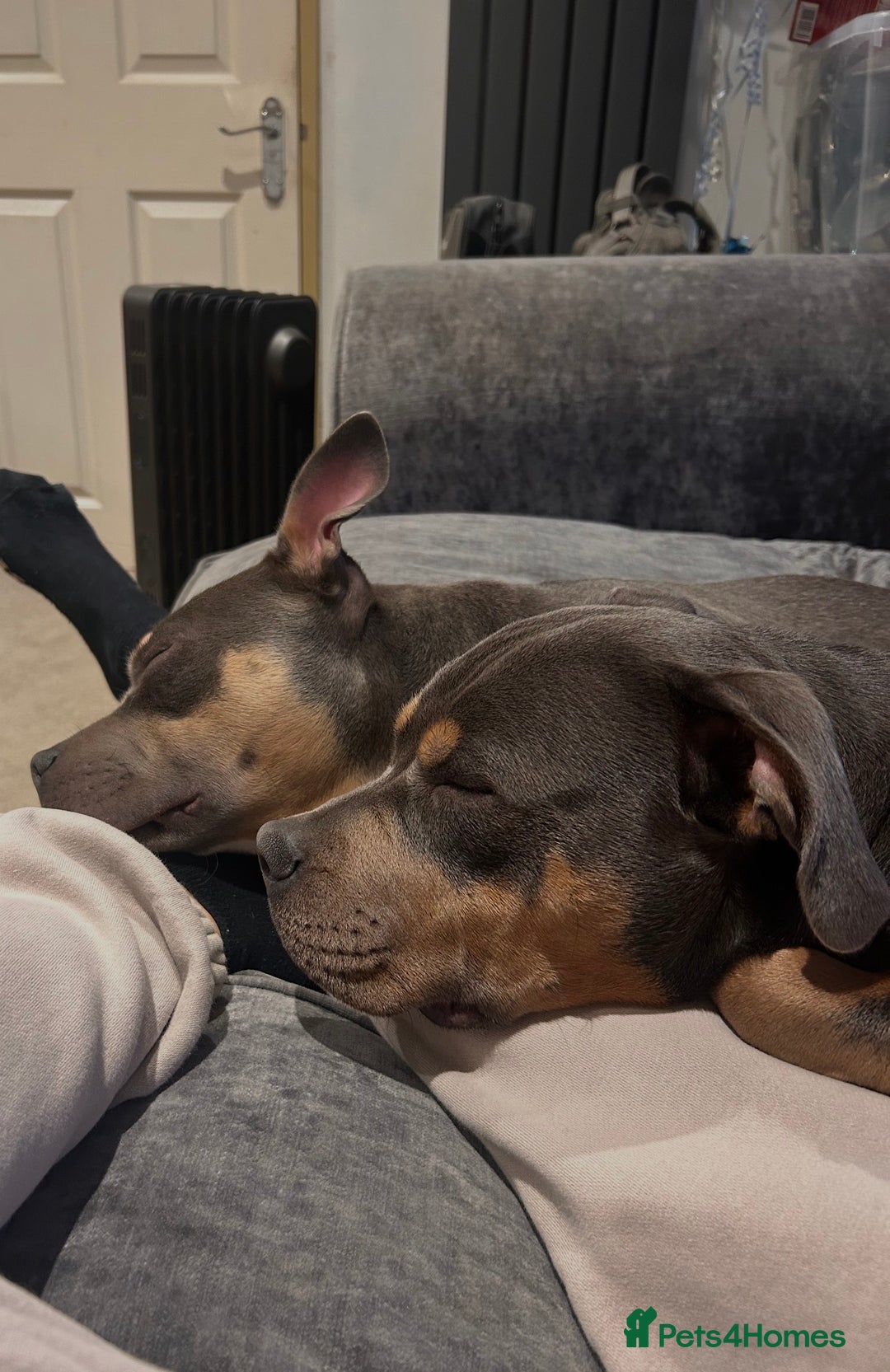 Staffordshire Bull Terrier dogs for stud: Cracking Staffordshire bull terriers for stud 🐾 - Advert 4